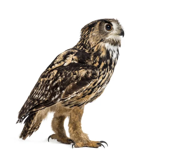 Eurasian eagle-owl, Bubo bubo, je druh orlí sovy — Stock fotografie