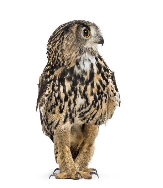 Eurasian eagle-owl, Bubo bubo, je druh orlí sovy — Stock fotografie