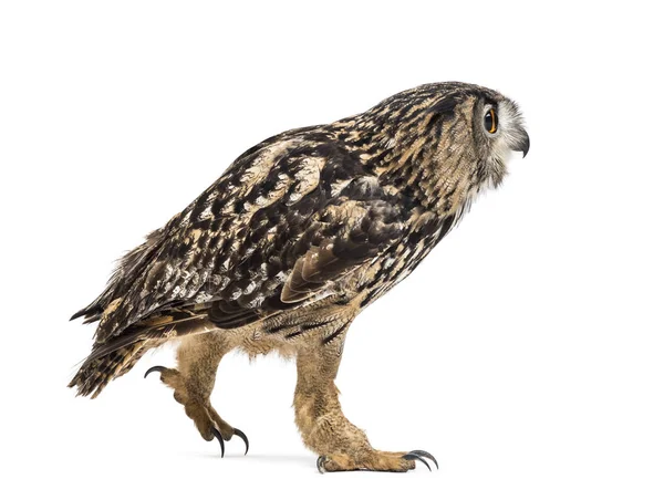 Eurasian eagle-owl, Bubo bubo, is a species of eagle-owl walking — Stock Photo, Image
