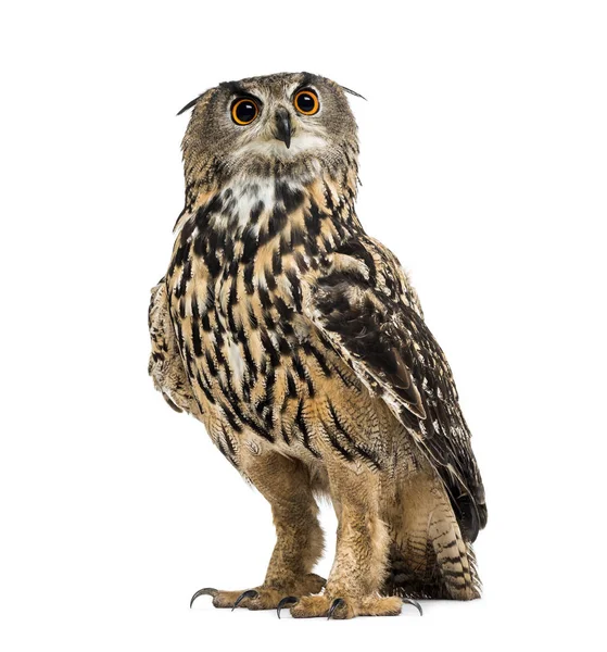 Eurasian eagle-owl, Bubo bubo, je druh orlí sovy — Stock fotografie