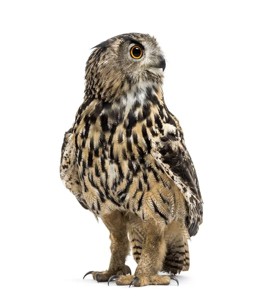 Eurasian eagle-owl, Bubo bubo, é uma espécie de ave da família Bubo. — Fotografia de Stock