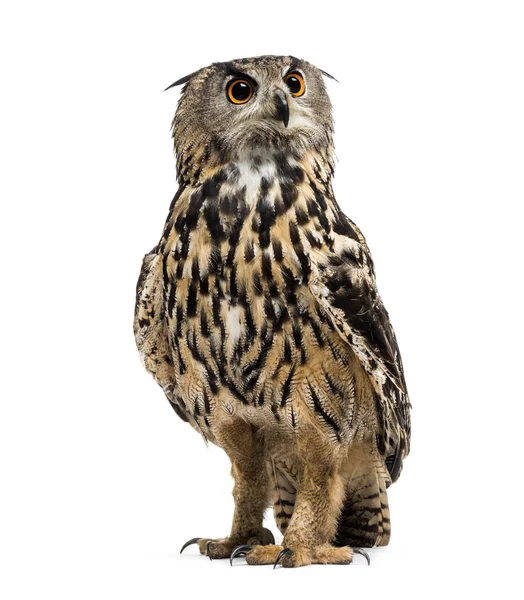 Eurasian eagle-owl, Bubo bubo, é uma espécie de ave da família Bubo. — Fotografia de Stock