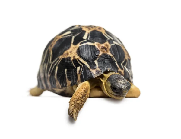 Stralende schildpad, Astrochelys radiata, geïsoleerd op wit — Stockfoto