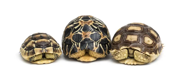 Radiated tortoise, Leopard tortoise and African spurred tortoise — Stock Photo, Image