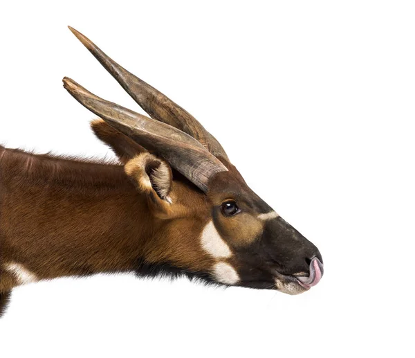 Close up of, Bongo, antelope, Tragelaphus eurycerus — Stock Photo, Image