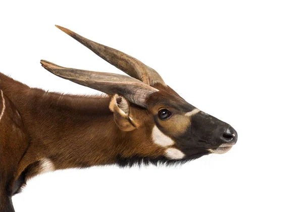 Bongo, antelope, Tragelaphus eurycerus against white background — Stock Photo, Image