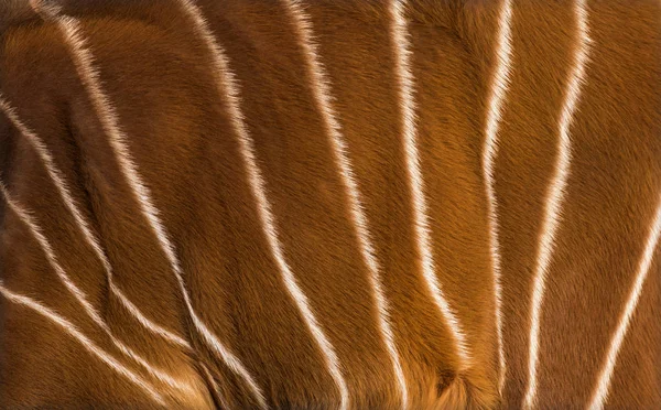 Close up of Bongo, Tragelaphus eurycerus, an antelopes hide — Stock Photo, Image