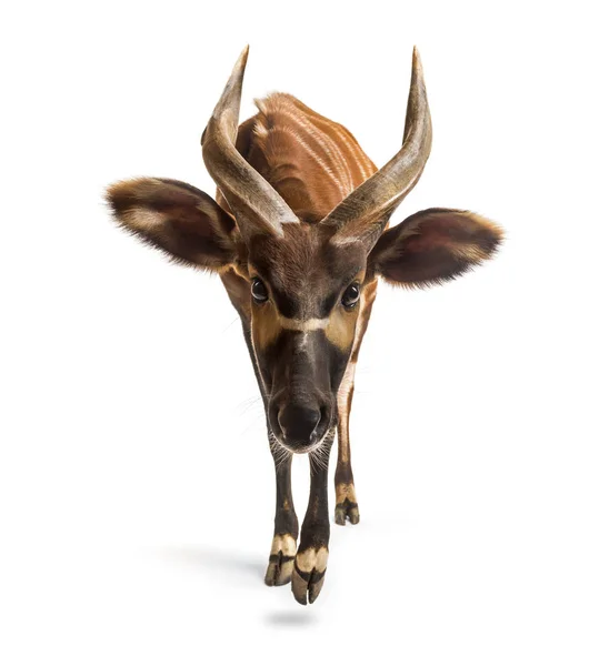 Bongo, antilopa, Tragelaphus eurycerus kráčející proti bílému vaku — Stock fotografie