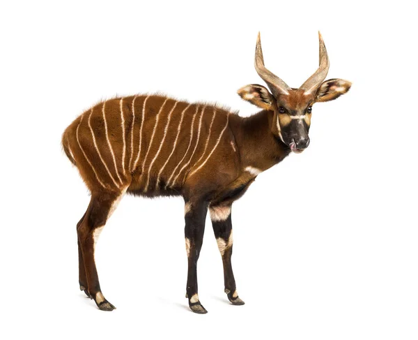 Bongo, antilope, staande Tragelaphus eurycerus, geïsoleerd op — Stockfoto