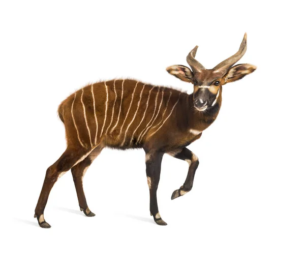 Bongo, antilope, Tragelaphus eurycerus lopen tegen wit — Stockfoto