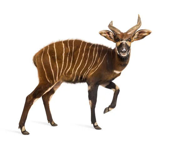 Bongo, antílope, Tragelaphus eurycerus andando contra branco — Fotografia de Stock