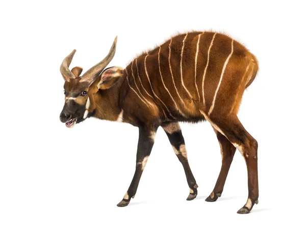 Bongo, antílope, Tragelaphus eurycerus andando contra branco — Fotografia de Stock