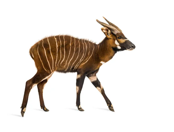 Bongo, antelope, Tragelaphus eurycerus walking against white — Stock Photo, Image