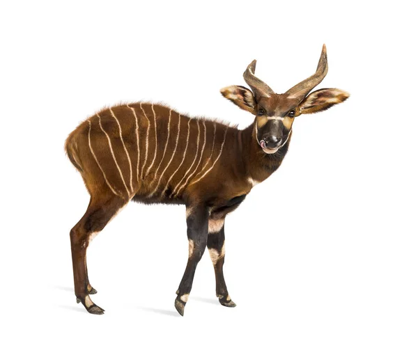 Bongo, antilope, Tragelaphus eurycerus lopen tegen wit — Stockfoto