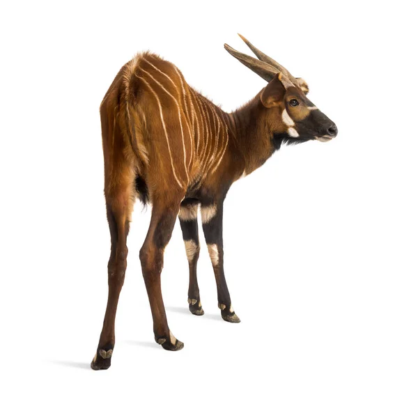 Bongo, antilopa, Tragelaphus eurycerus stojící — Stock fotografie