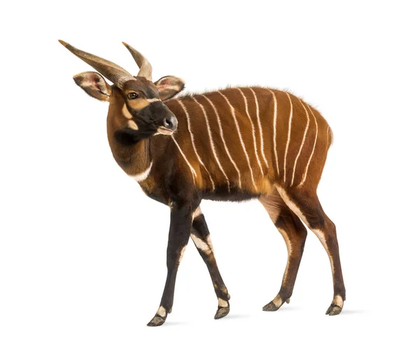 Bongo, antilope, staande Tragelaphus eurycerus, geïsoleerd — Stockfoto