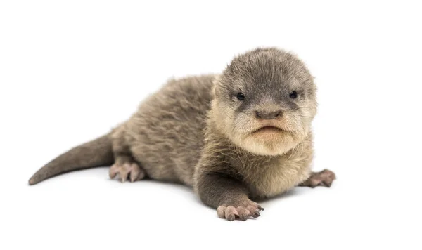 Baby Asian small-clawed otter, Amblonyx cinerea, also known as t — Stock Photo, Image