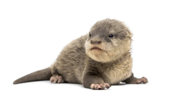 Baby Asian small-clawed otter, Amblonyx cinerea, also known as t — Stock Photo, Image