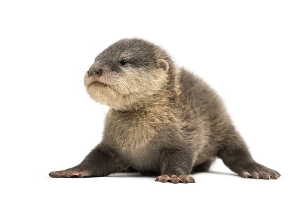 Petite loutre asiatique à petites griffes, Amblonyx cinerea, également connue sous le nom de t — Photo