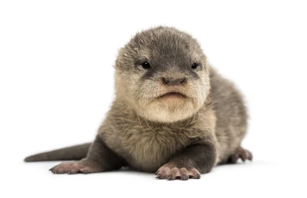 Baby Asian small-clawed otter, Amblonyx cinerea, also known as t — Stock Photo, Image