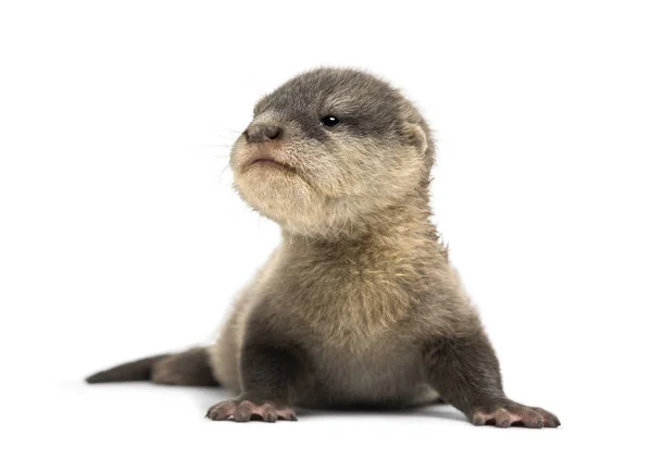 Bebê asiático de garras pequenas lontra, Amblonyx cinerea, também conhecido como t — Fotografia de Stock