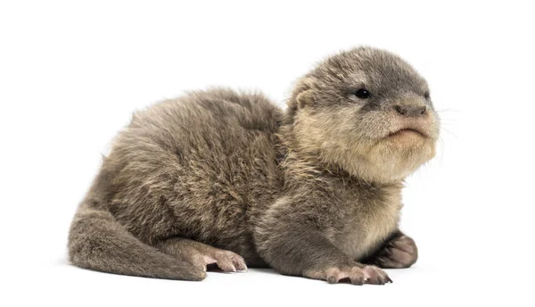 Baby Asian small-clawed otter, Amblonyx cinerea, also known as t — Stock Photo, Image