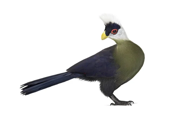 Turaco białoczuby, Tauraco leucolophus stojący przeciwko białemu — Zdjęcie stockowe