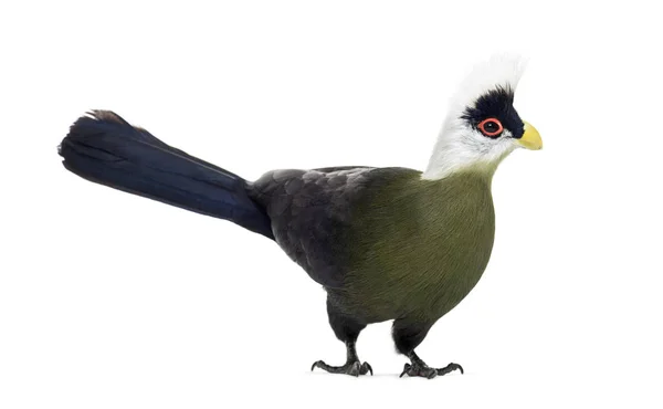 White-crested turaco, Tauraco leucolophus, isolated on white — Stock Photo, Image