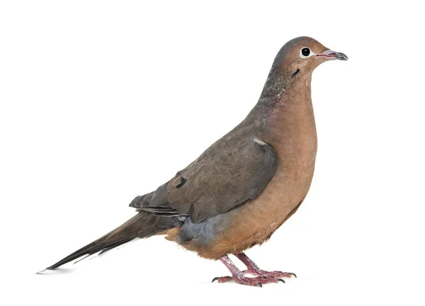 Socorro dove, Zenaida graysoni, is a dove isolated — Stock Photo, Image