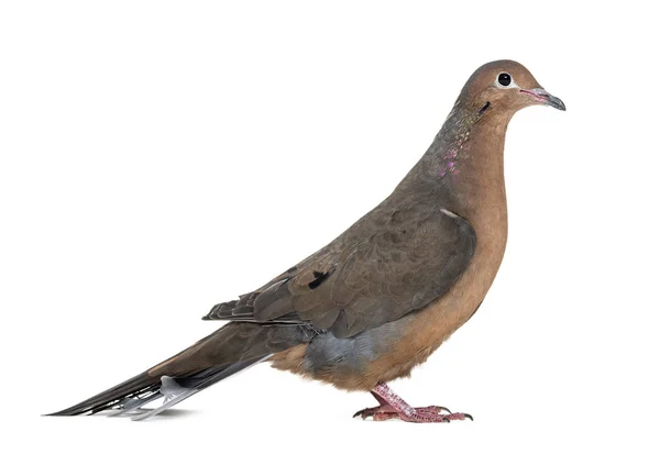 Socorro dove, Zenaida graysoni, is a dove isolated — Stock Photo, Image