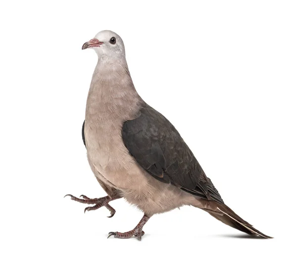 Pink pigeon, Nesoenas mayeri walking against white background — Stock Photo, Image
