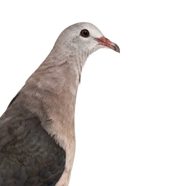 Pink pigeon, Nesoenas mayeri against white background — Stock Photo, Image