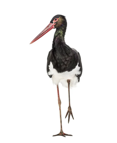Svart stork, Ciconia nigra, promenader mot vit bakgrund — Stockfoto