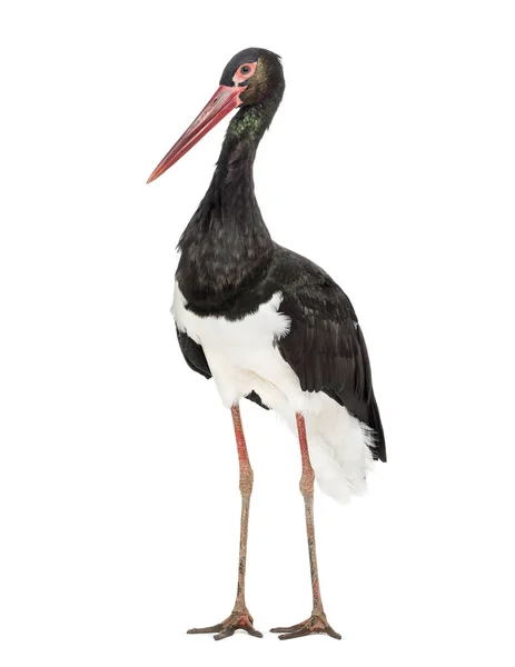 Black stork, Ciconia nigra, standing against white background — Stock Photo, Image
