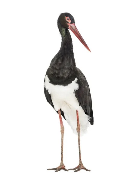 Svart stork, Ciconia nigra, stående mot vit bakgrund — Stockfoto