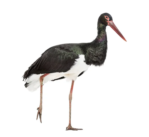 Cigüeña negra, Ciconia nigra, caminando sobre fondo blanco — Foto de Stock