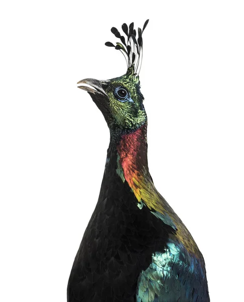 Himalayan monal, Lophophorus impejanus, Impeyan pheasant — Stock Photo, Image