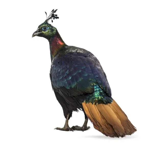 Himalayan monal, Lophophorus impejanus, Impeyan pheasant — Stock Photo, Image