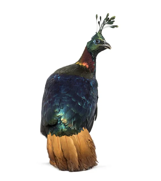 히말라야의 몬 달 , lophophorus impejanus, impeyan pheasant — 스톡 사진