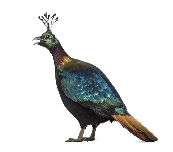 Himalayan monal, Lophophorus impejanus, Impeyan pheasant — Stock Photo, Image