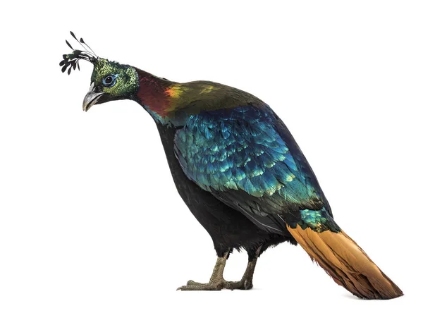 Himalayan monal, Lophophorus impejanus, Impeyan pheasant — Stock Photo, Image