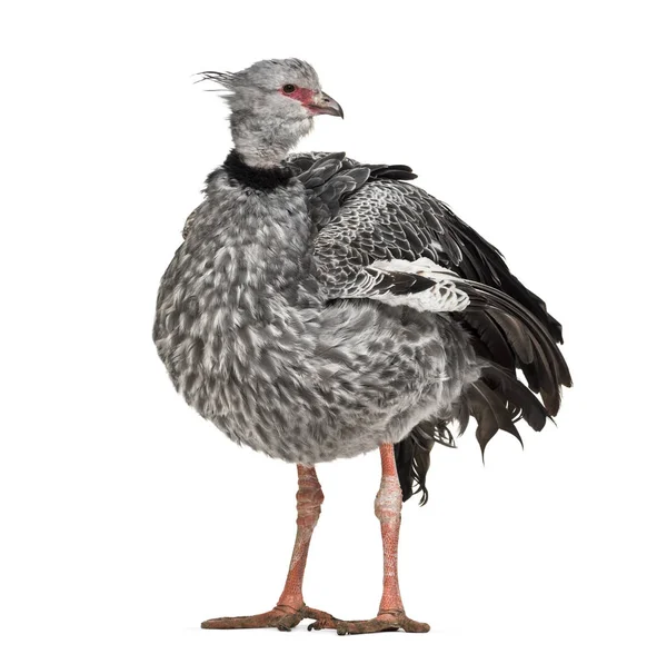 Southern Screamer, Chauna torquata, isolated — стокове фото