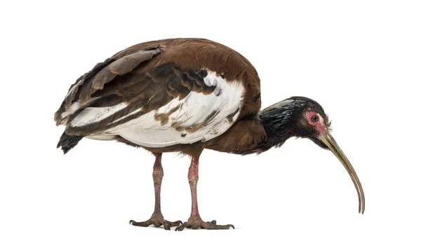 Madagáscar ibis, Lophotibis cristata, isolado sobre branco — Fotografia de Stock