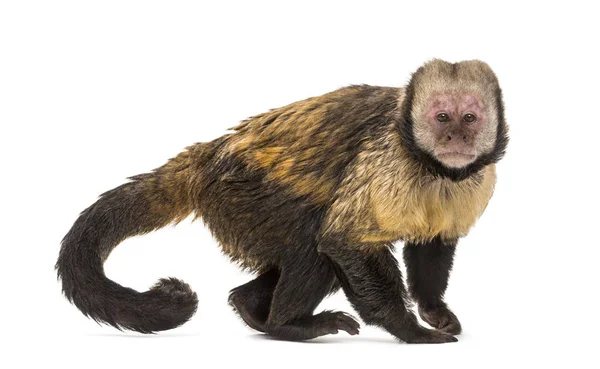 Golden-Bellied Capuchin, Sapajus xanthosternos — Stock Photo, Image