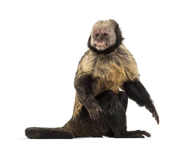 Gyllene Bellied Capuchin, Sapajus xanthosternos — Stockfoto