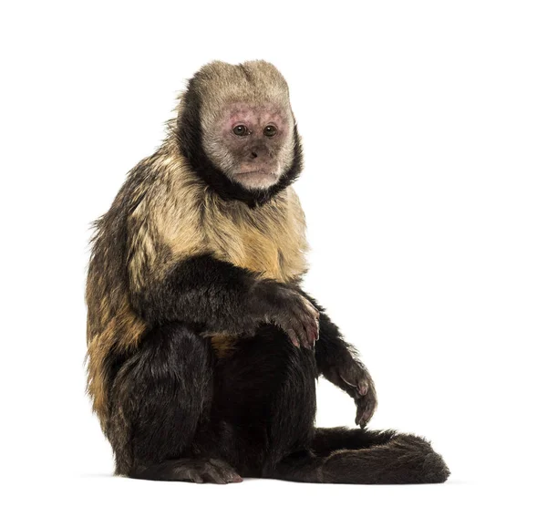 Golden-Bellied Capuchin, Sapajus xanthosternos — Stock Photo, Image