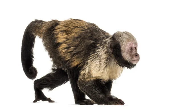 Capuchino de vientre dorado, Sapajus xanthosternos — Foto de Stock