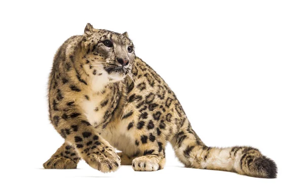 Leopardo delle nevi, Panthera uncia, noto anche come oncia — Foto Stock