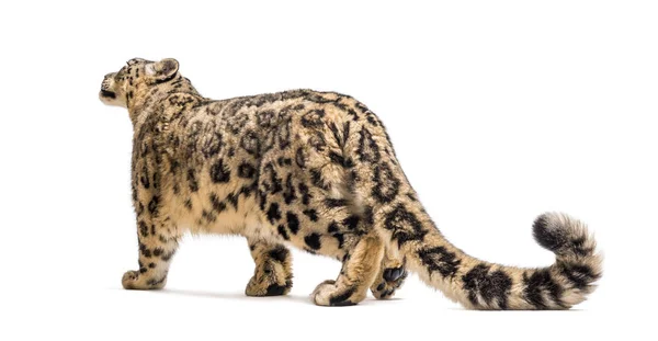 Lumileopardi, Panthera uncia, joka tunnetaan myös unssina — kuvapankkivalokuva