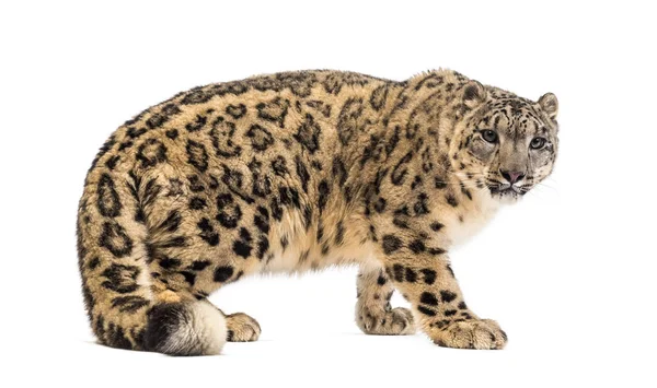 Neve leopardo, Panthera uncia, também conhecido como a onça — Fotografia de Stock